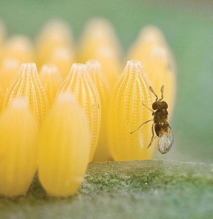 Wasp on butterfly eggs