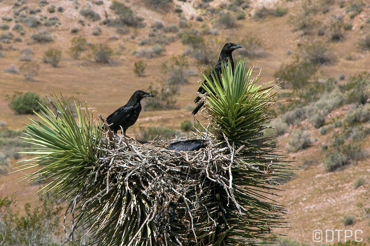 Raven nests in jtree