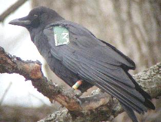 Crow with wing tag.