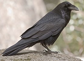Adult