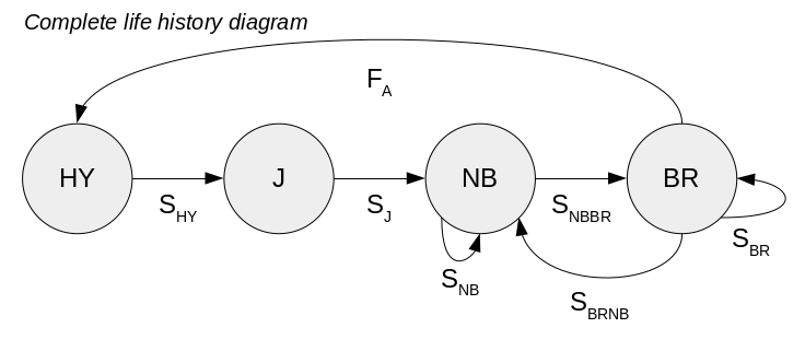 Raven diagram