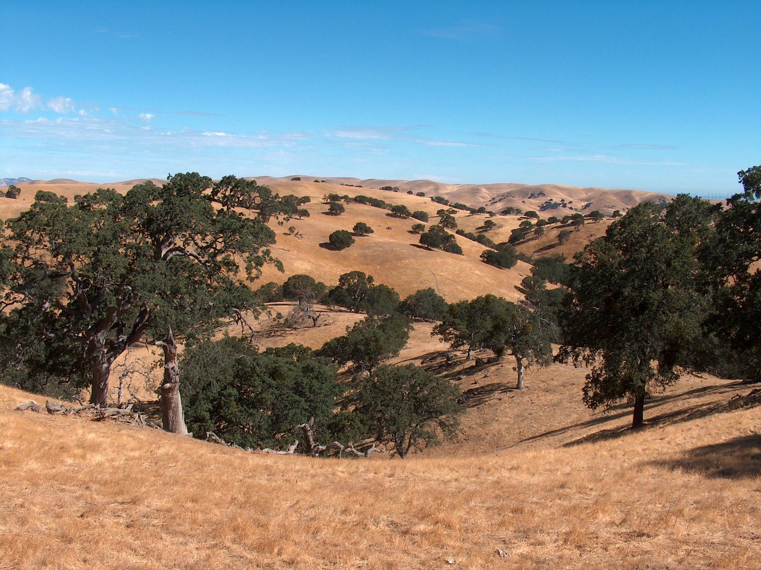 Oak woodlands