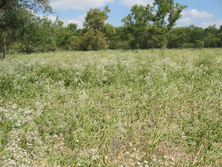 Pepperweed
