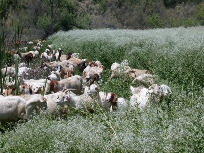Goats eating weed
